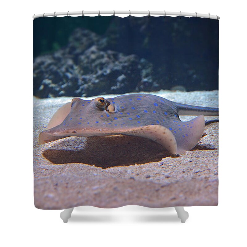 Stingray Shower Curtain featuring the photograph Stingray #1 by Frank Larkin