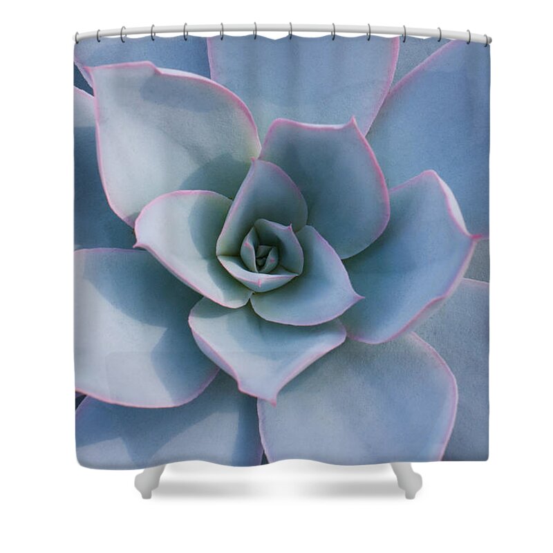 Succulent Shower Curtain featuring the photograph Succulent Beauty #1 by Catherine Lau