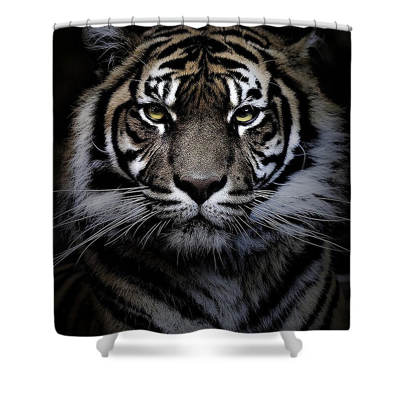 Sumatran Tiger Shower Curtain featuring the photograph Sumatran tiger #3 by Sheila Smart Fine Art Photography