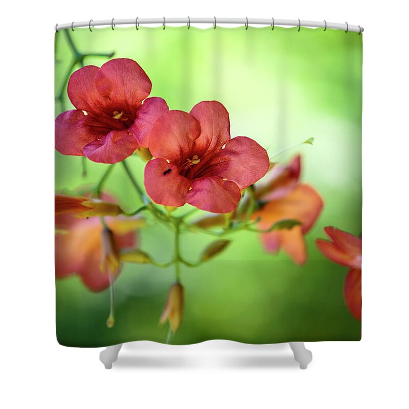 Flower Shower Curtain featuring the photograph Summer Flowers #1 by Nailia Schwarz