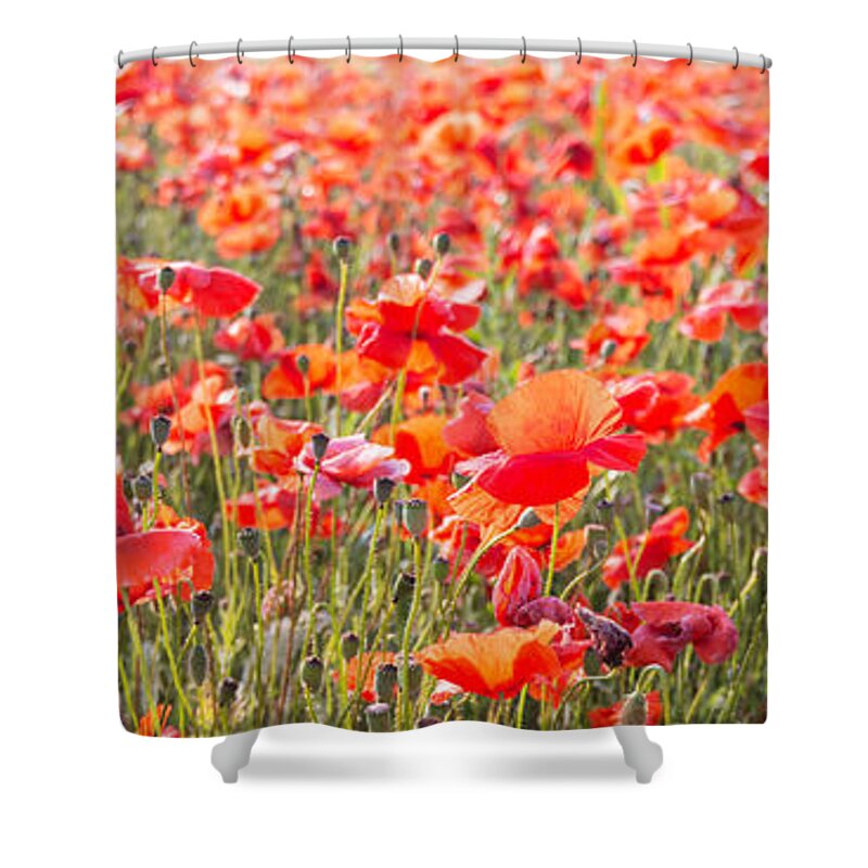 3x1 Shower Curtain featuring the photograph Summer poetry by Hannes Cmarits