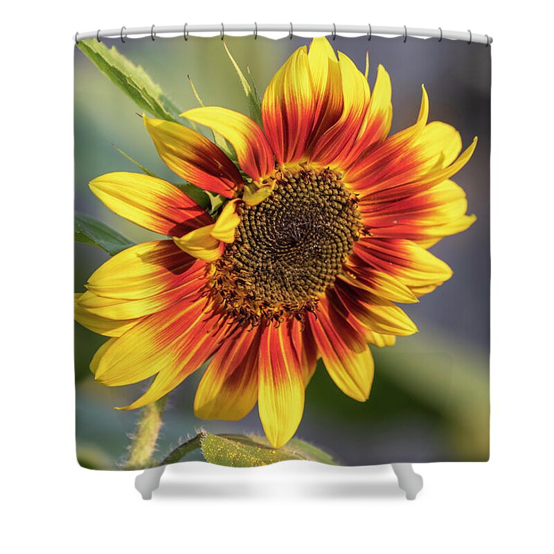 Sunflower Shower Curtain featuring the photograph Sunflower 2018-1 by Thomas Young