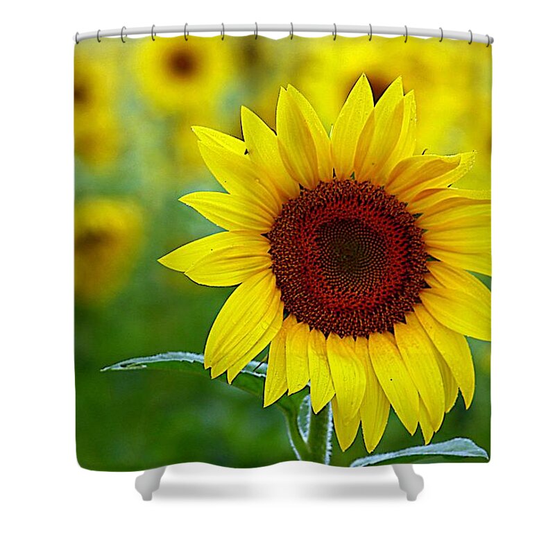 Sunflowers Shower Curtain featuring the photograph Sunflower Time #1 by Karen McKenzie McAdoo