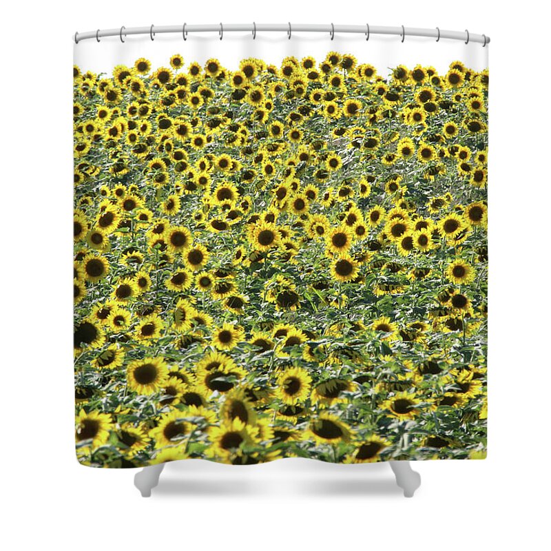 Sunflower Shower Curtain featuring the photograph Sunflowers Mattituck New York #1 by Bob Savage