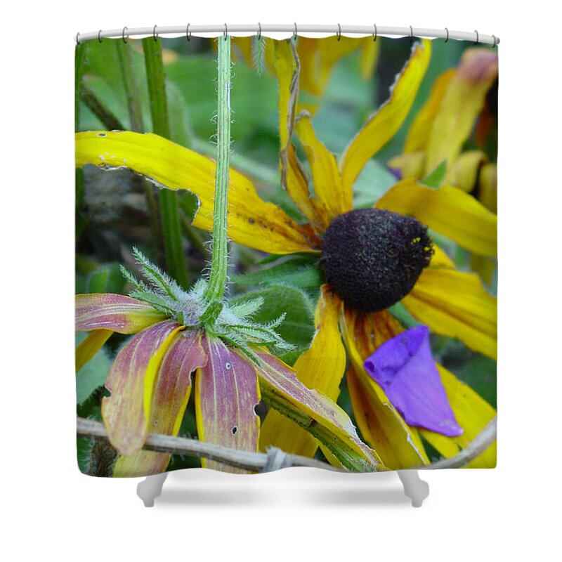 Black Eyed Susan Shower Curtain featuring the photograph Susans to the Sky #1 by Heather Kirk