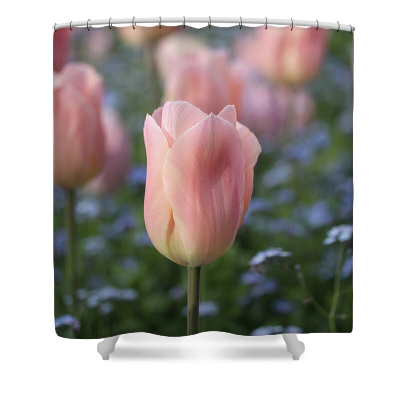 Connie Handscomb Shower Curtain featuring the photograph Symphony #1 by Connie Handscomb