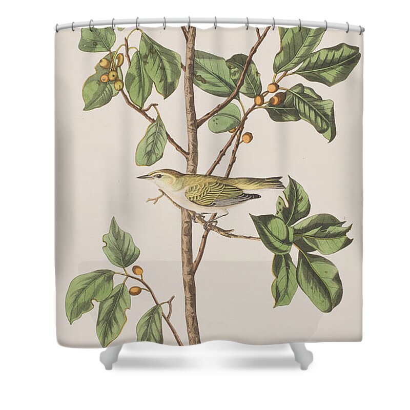 Tennessee Warbler Shower Curtain featuring the painting Tennessee Warbler by John James Audubon