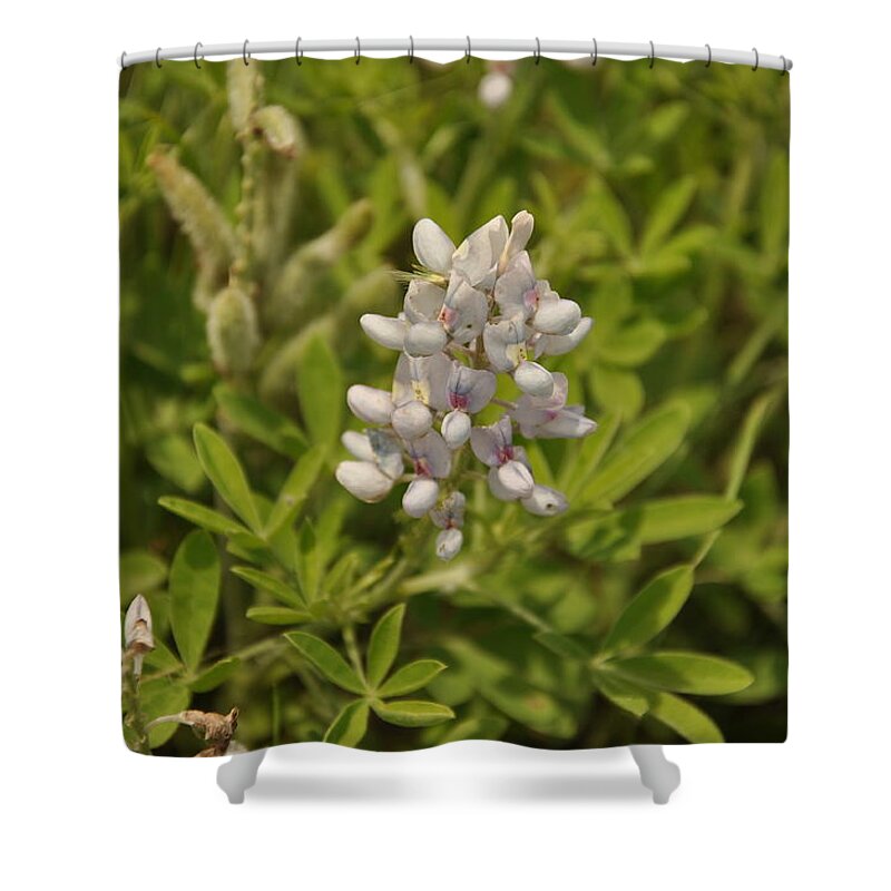 Texas Hill Country Shower Curtain featuring the photograph Texas Bluebonnet #1 by Frank Madia