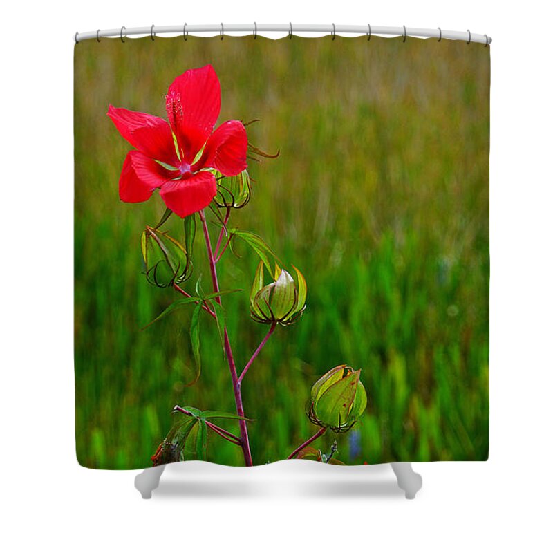 Flowers Shower Curtain featuring the photograph Texas Star Hibiscus #1 by Lawrence S Richardson Jr