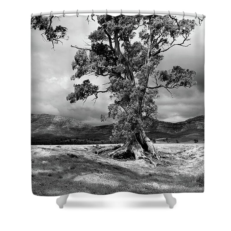 The Cazneaux Tree Flinderss Ranges South Australia Australia Landscape Landscapes Outback Gum Wilpena Pound Bw B&w Black And White Shower Curtain featuring the photograph The Cazneaux Tree #1 by Bill Robinson