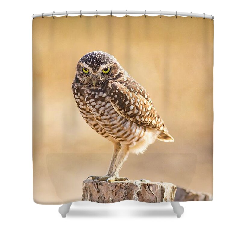 The Look Shower Curtain featuring the photograph The Look by Lynn Hopwood
