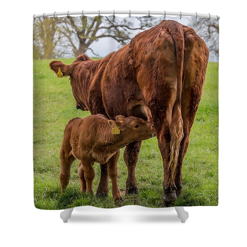 Calke Abbey Shower Curtain featuring the photograph The Stuff of Life #2 by Nick Bywater
