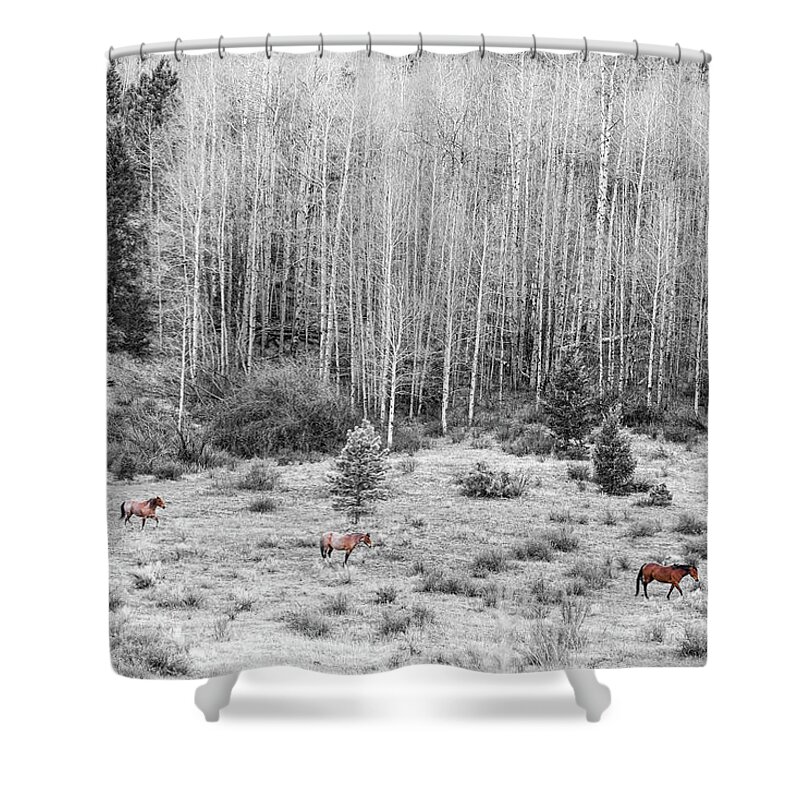 Three Shower Curtain featuring the photograph Three Horses #1 by James BO Insogna