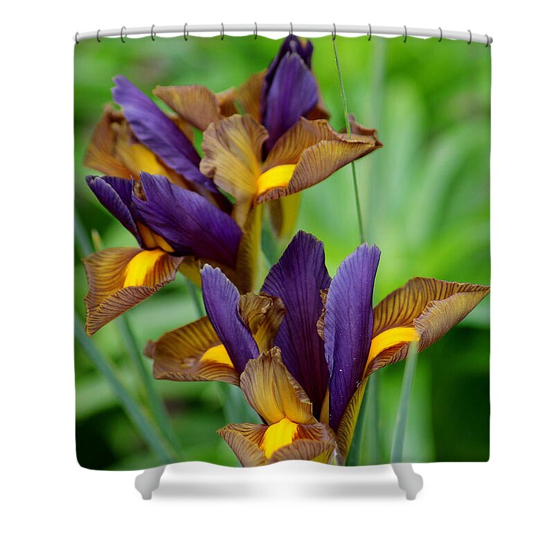 Tiger Irises Shower Curtain featuring the photograph Tiger Irises #1 by Living Color Photography Lorraine Lynch