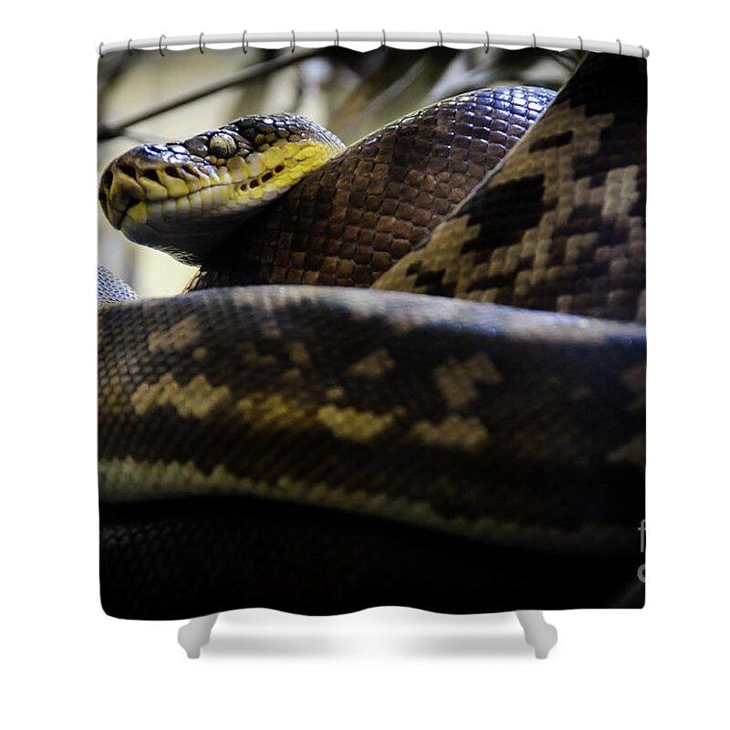 Timor Shower Curtain featuring the photograph Timor Python #1 by Jonas Luis
