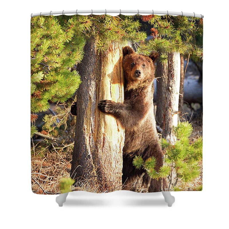 Grizzly Shower Curtain featuring the photograph Tree Hugger by Eilish Palmer