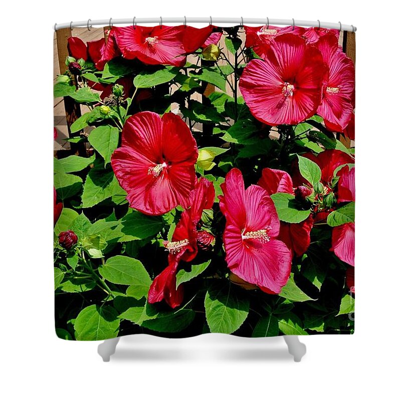 Photo Shower Curtain featuring the photograph Tropical Red Hibiscus Bush by Marsha Heiken