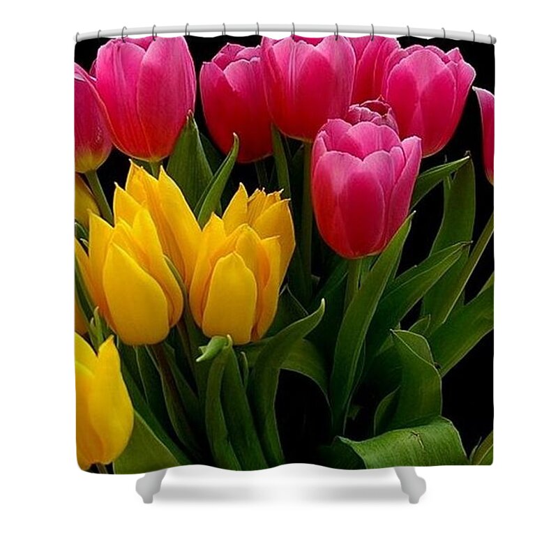 Tulip Shower Curtain featuring the photograph Tulip #1 by Jackie Russo