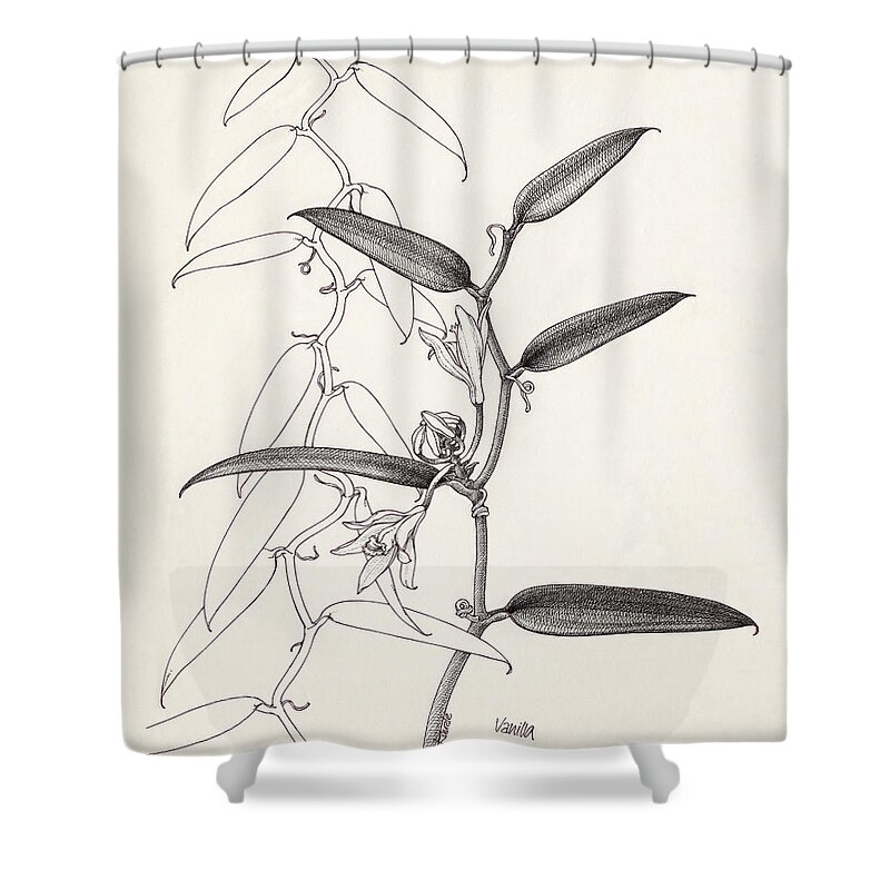 Botanical Drawing Shower Curtain featuring the drawing Vanilla by Judith Kunzle