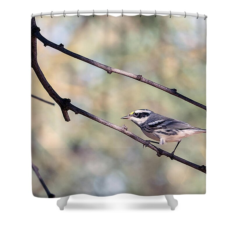Bird Shower Curtain featuring the photograph Walk Like a Bird #1 by Tam Ryan
