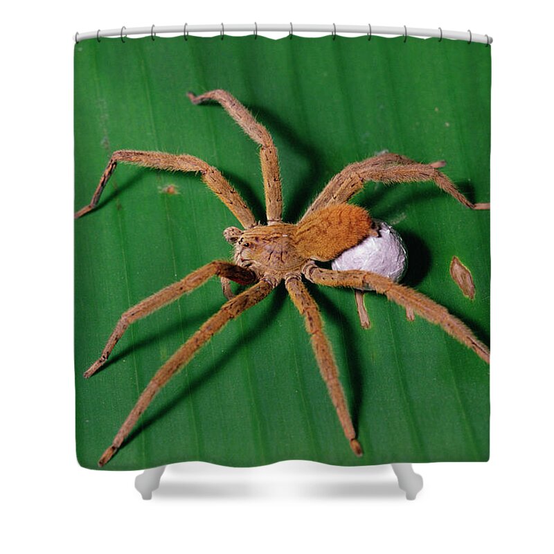 Mp Shower Curtain featuring the photograph Wandering Spider Cupiennius Coccineus #1 by Gerry Ellis