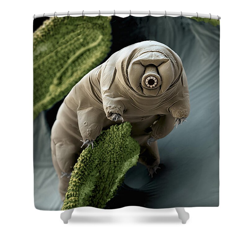 Paramacrobiotus Craterlaki Shower Curtain featuring the photograph Water Bear Or Tardigrade by Eye of Science