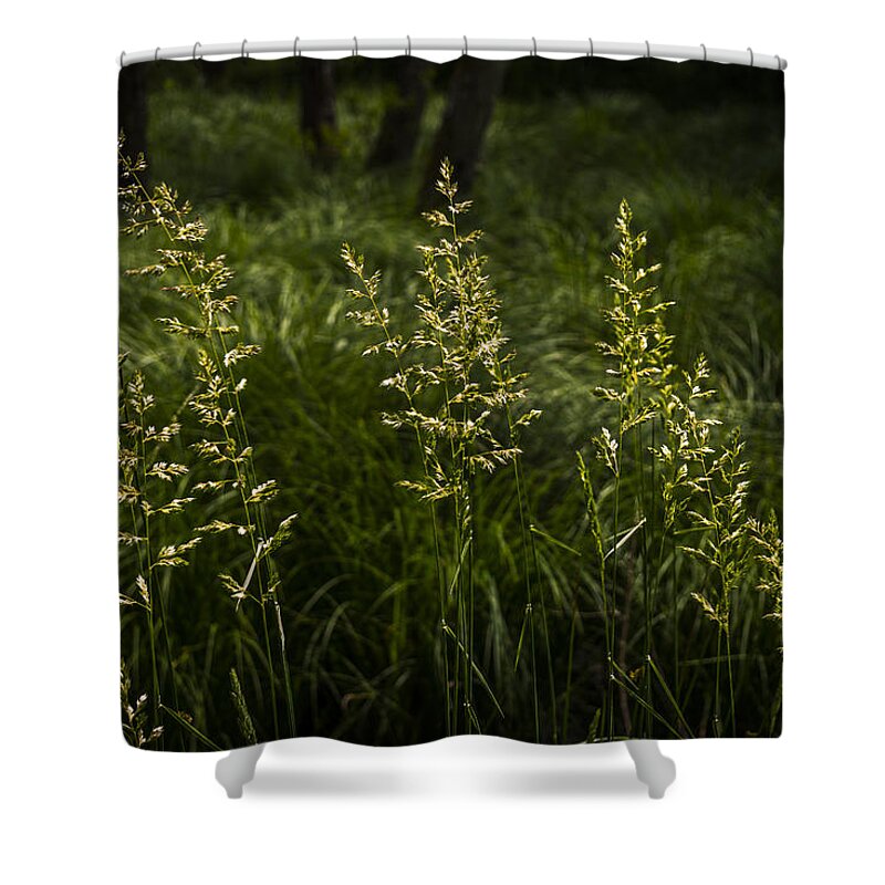 Grass Shower Curtain featuring the photograph Water Huld in the woods. #1 by Elmer Jensen