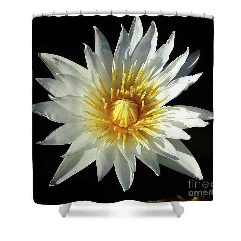 Flowers Shower Curtain featuring the photograph Water Lily close up #1 by Cindy Manero