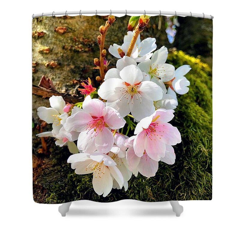 Bloom Shower Curtain featuring the photograph White apple blossom in spring #1 by Matthias Hauser