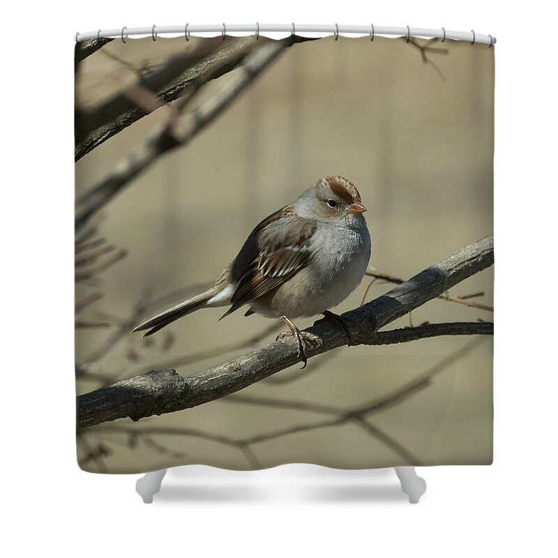 White Crowned Sparrow Shower Curtain featuring the photograph White-Crowned Sparrow    by Holden The Moment
