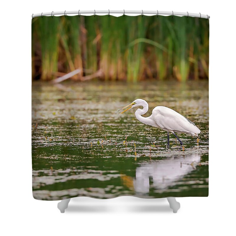 Animal Shower Curtain featuring the photograph White, Great Egret by Peter Lakomy