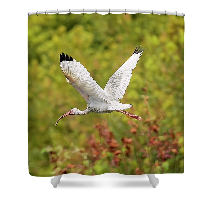 Albus Shower Curtain featuring the photograph White Ibis in Hilton Head Island #1 by Peter Lakomy