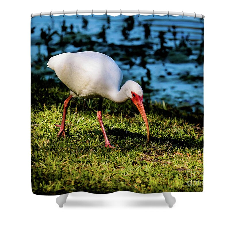 Hilton Head Shower Curtain featuring the photograph White Ibis #1 by Thomas Marchessault