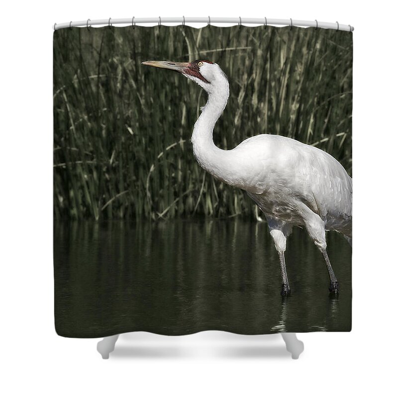 Whooping Shower Curtain featuring the photograph Whooping Crane #2 by Al Mueller