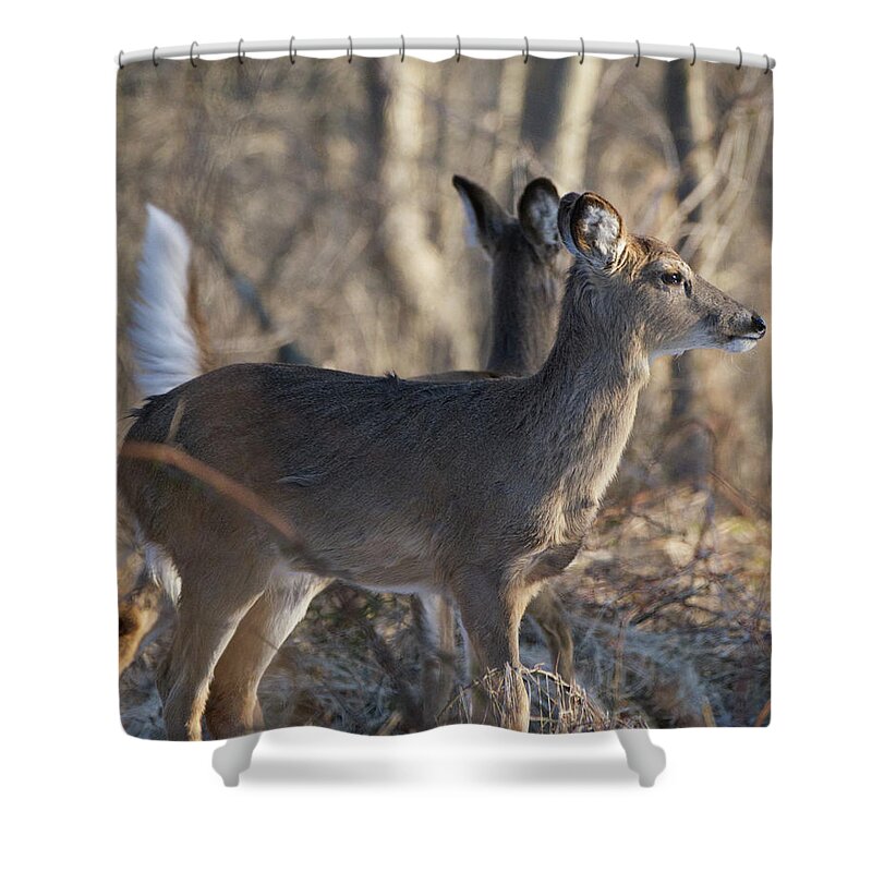Animal Shower Curtain featuring the photograph Wild Deer #1 by Paul Ross