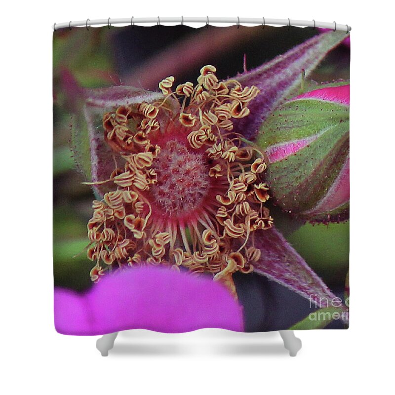 Wild Rose Shower Curtain featuring the photograph Wild Rose #1 by Ann E Robson