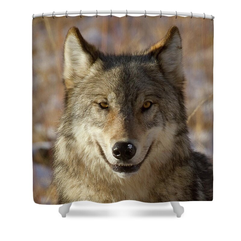 Wolf Shower Curtain featuring the photograph Wild Wolf Portrait by Mark Miller