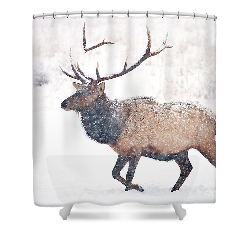 Elk Shower Curtain featuring the photograph Winter Bull #1 by Michael Dawson