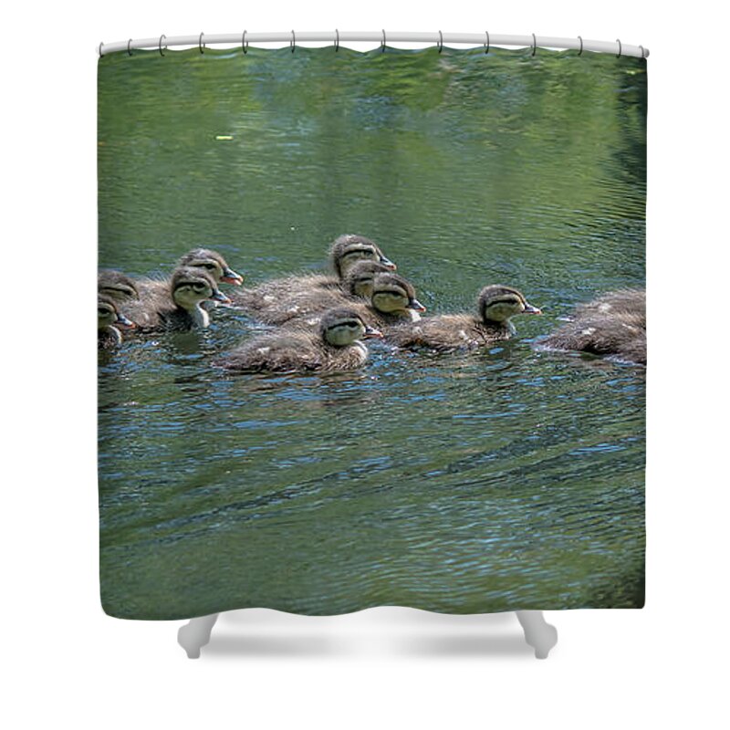 Wood Duck Shower Curtain featuring the photograph Wood Ducklings Swimming #1 by Cheryl Baxter