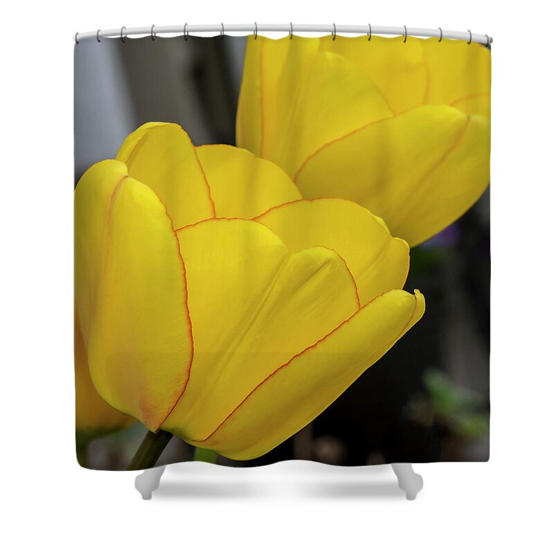 Tulips Shower Curtain featuring the photograph Yellow by Cathy Kovarik
