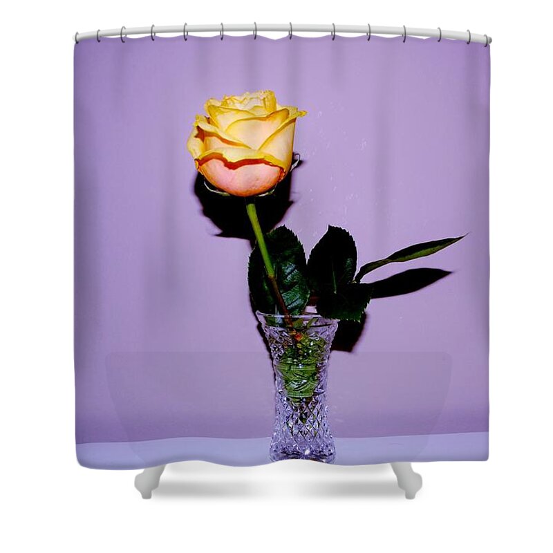 Rose Shower Curtain featuring the photograph Yellow Rose #1 by Eileen Brymer