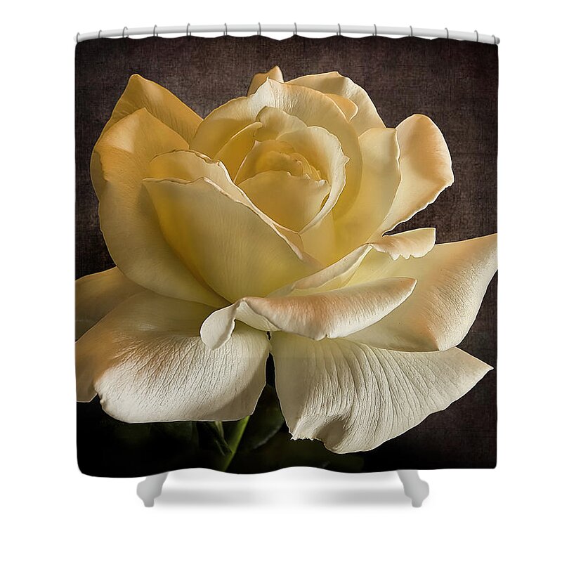 Yellow Rose Shower Curtain featuring the photograph Yellow Rose #1 by Endre Balogh