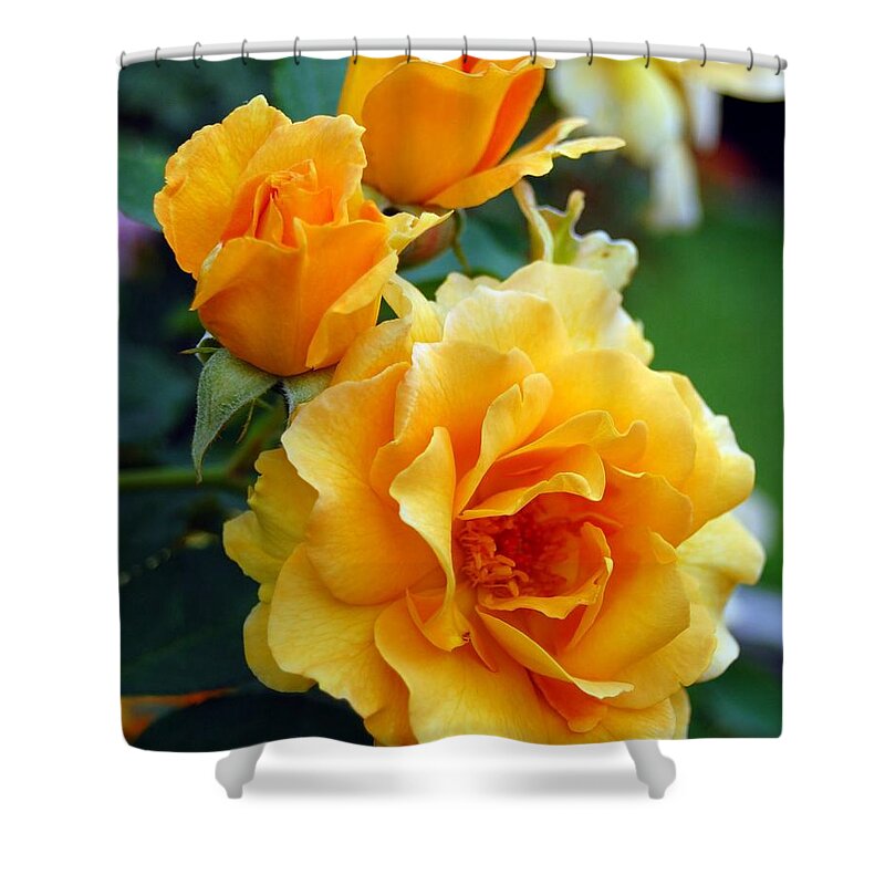 Flower Shower Curtain featuring the photograph Yellow Roses by Amy Fose
