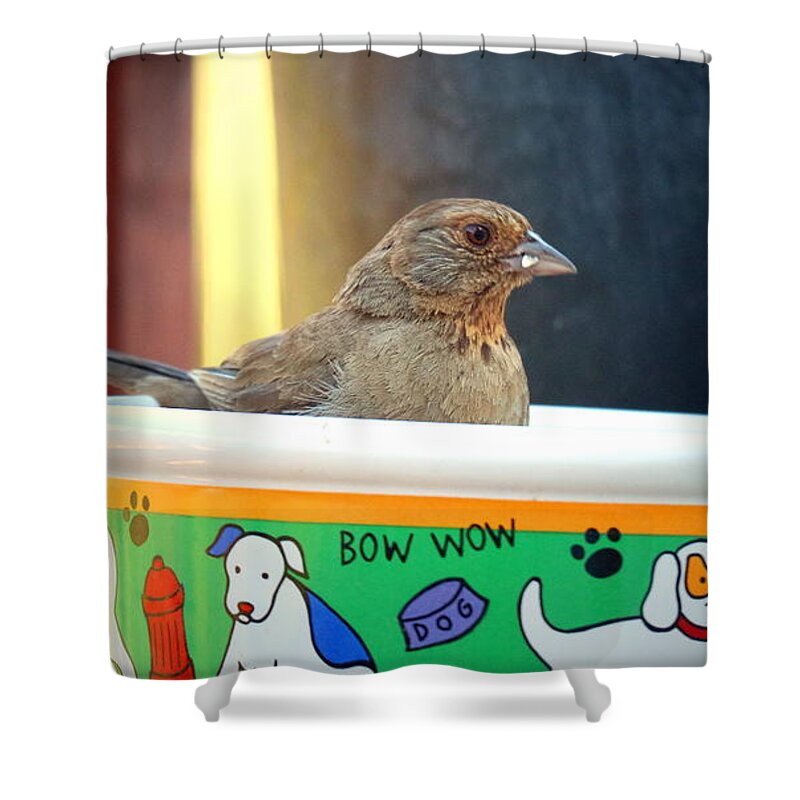 California-towee Shower Curtain featuring the photograph Adult California Towee by Joyce Dickens