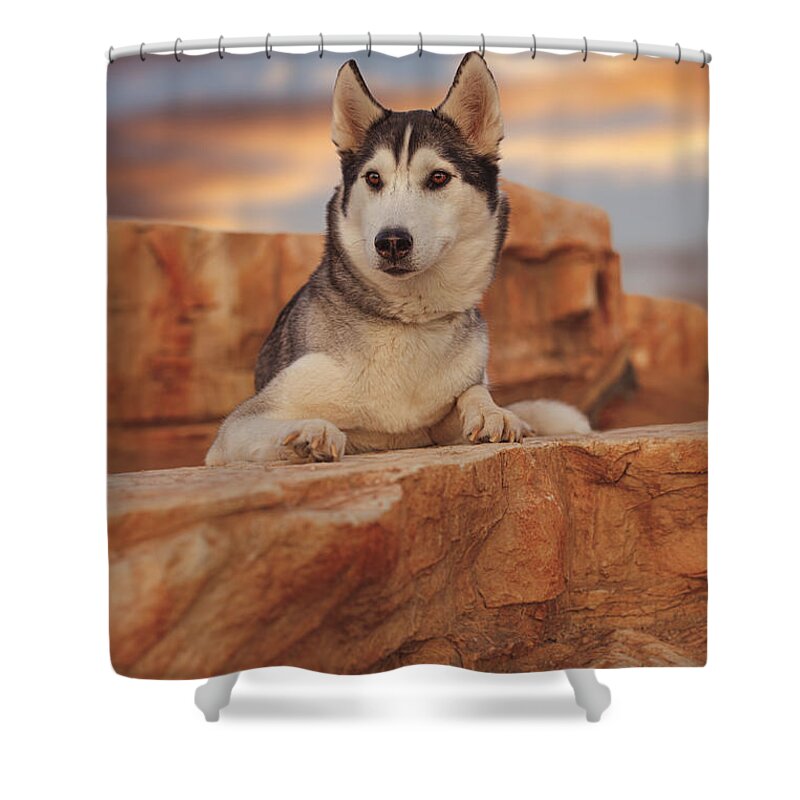Animal Shower Curtain featuring the photograph Aurora #10 by Brian Cross