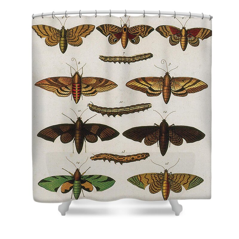 Animal Shower Curtain featuring the photograph Insects, Sebas Thesaurus, 1734 #10 by Science Source