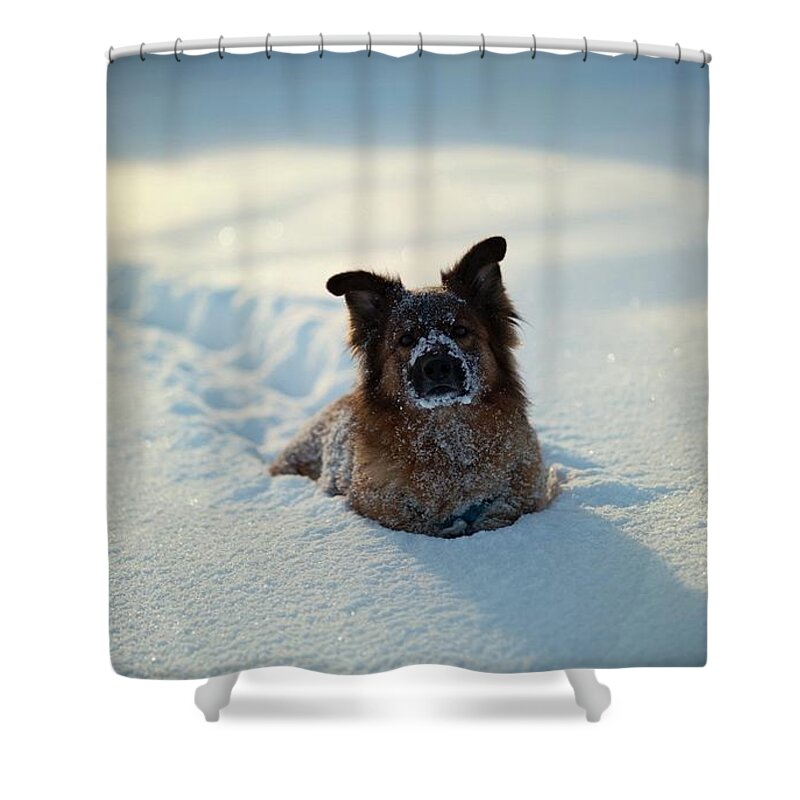 Dog Shower Curtain featuring the photograph Dog #108 by Mariel Mcmeeking