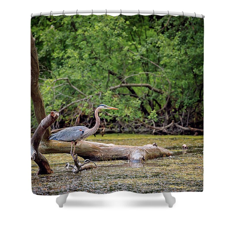 Animal Shower Curtain featuring the photograph Blue Heron #11 by Peter Lakomy