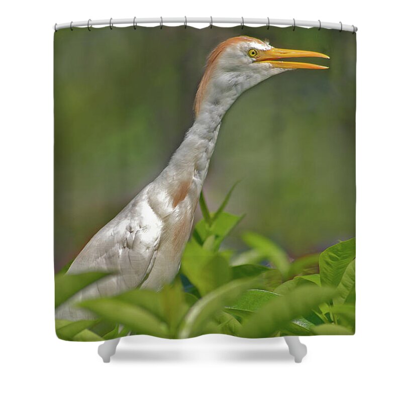 Cattle Egret Shower Curtain featuring the photograph 11- Cattle Egret by Joseph Keane