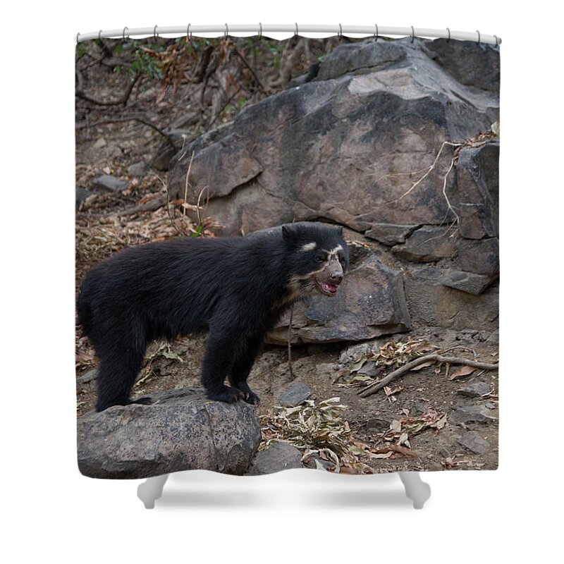 Andean Bear Shower Curtain featuring the digital art Spectacled Bears #11 by Carol Ailles